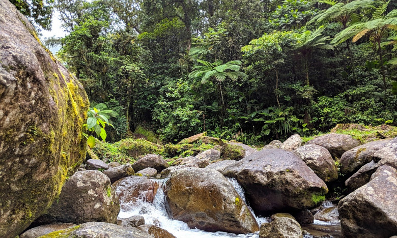 Nature in Martinique
