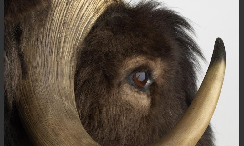 A muskox on display.