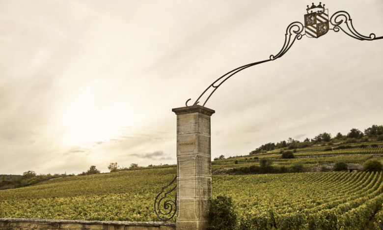 Montrachet vineyard